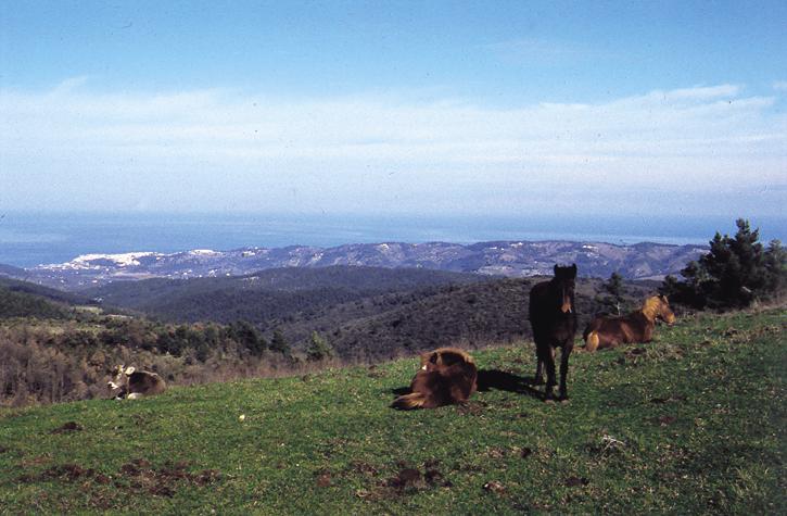 Fara Del Falco